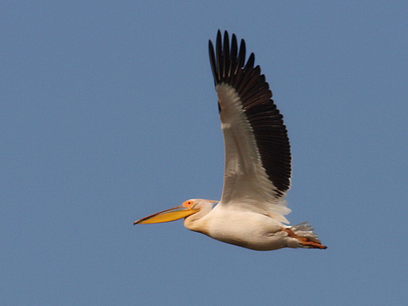 Pellicano Fiorentino - Pelecanus onocrotalus